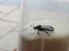 Systropha curvicornis