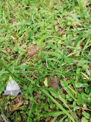 Campanula persicifolia