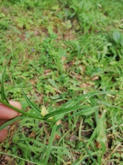 Campanula persicifolia