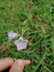 Campanula persicifolia