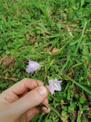Campanula persicifolia