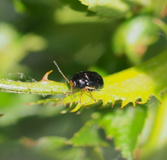 Cryptocephalus flavipes