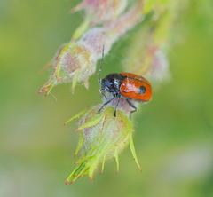 Cryptocephalus bipunctatus