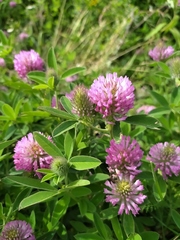 Trifolium alpestre