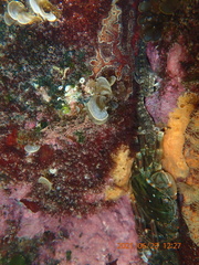 Parablennius intermedius