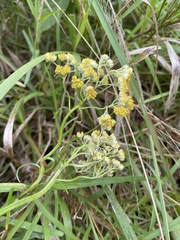 Helichrysum stenopterum