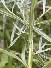 Helichrysum stenopterum