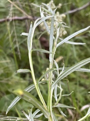 Helichrysum stenopterum
