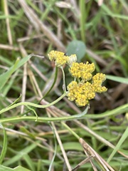 Helichrysum stenopterum