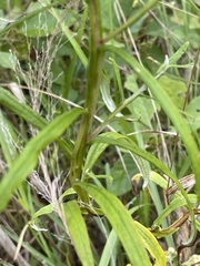 Helichrysum stenopterum