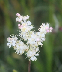 Filipendula vulgaris