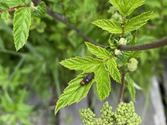 Silis ruficollis