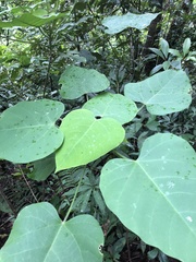 Endospermum chinense