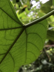 Endospermum chinense