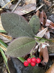 Ardisia mamillata