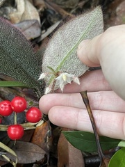 Ardisia mamillata