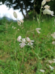 Silene vulgaris