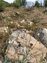 Linaria nivea