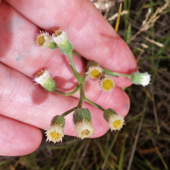 Erigeron acris