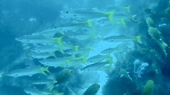 Dinolestes lewini