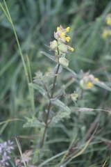 Rhinanthus minor