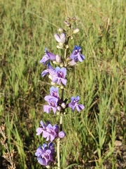 Penstemon subglaber