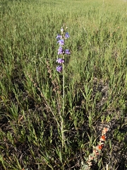 Penstemon subglaber
