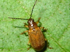 Galerucella grisescens