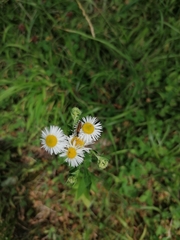 Erigeron annuus