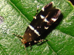 Ressia quercidentella