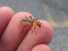 Chauliognathus obscurus