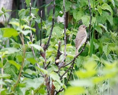Carpodacus erythrinus grebnitskii