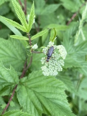 Cantharis nigricans