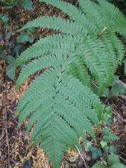 Dryopteris filix-mas