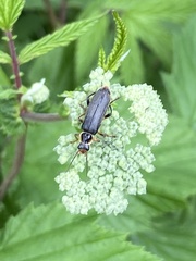 Cantharis nigricans