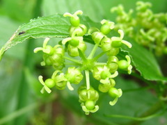 Smilax nipponica