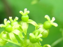 Smilax nipponica