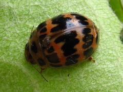 Paropsides soriculata