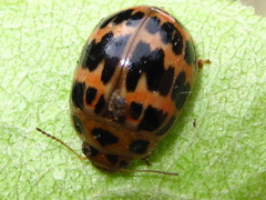 Paropsides soriculata