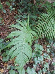 Dryopteris filix-mas
