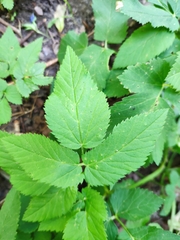 Aegopodium podagraria