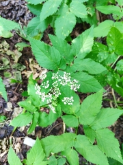 Aegopodium podagraria