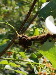 Nymphalis