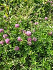 Trifolium alpestre