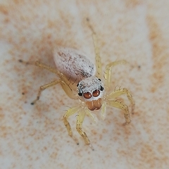 Salticidae