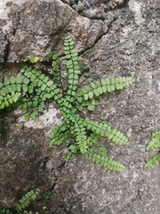 Asplenium trichomanes