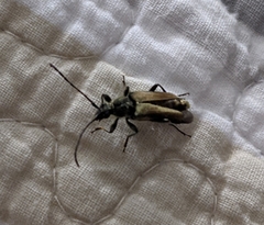 Lepturobosca chrysocoma