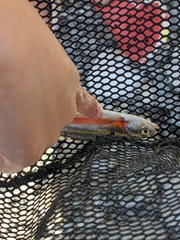 Richardsonius balteatus