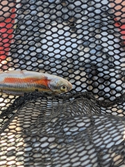 Richardsonius balteatus