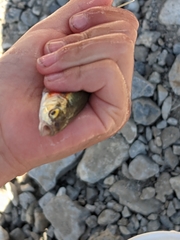 Richardsonius balteatus